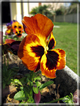 foto Fiori